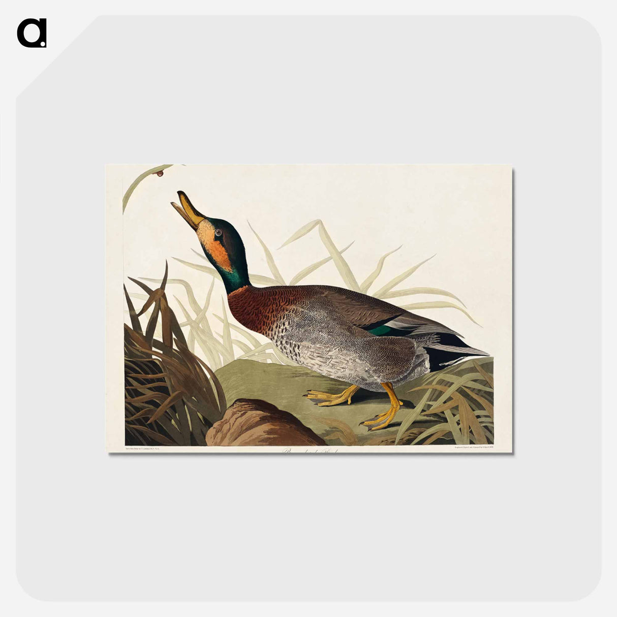 アートポストカード-Bemaculated Duck from Birds of America
- アメリカの鳥たち Postcard.