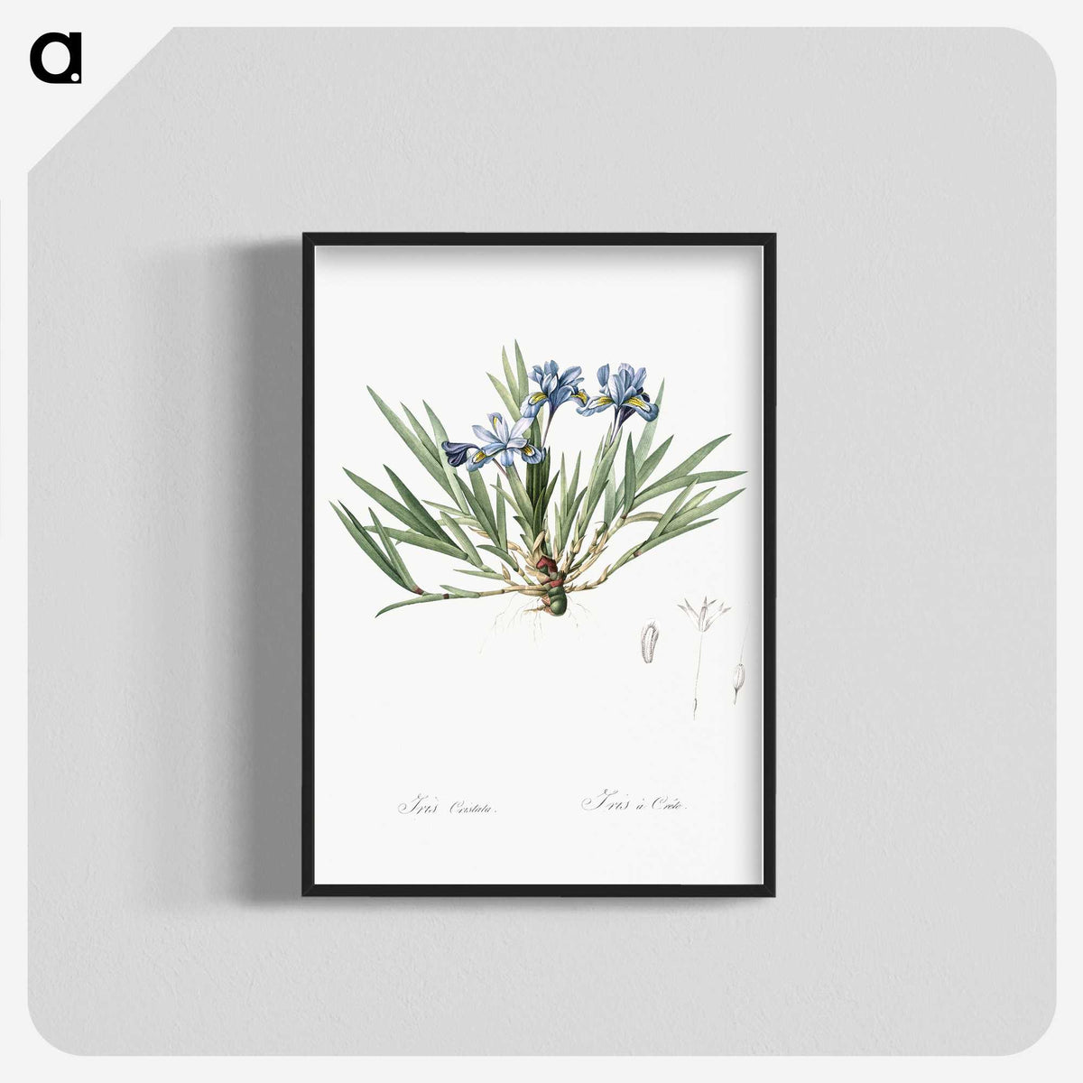 2-27_The-Lilies_blk-crop