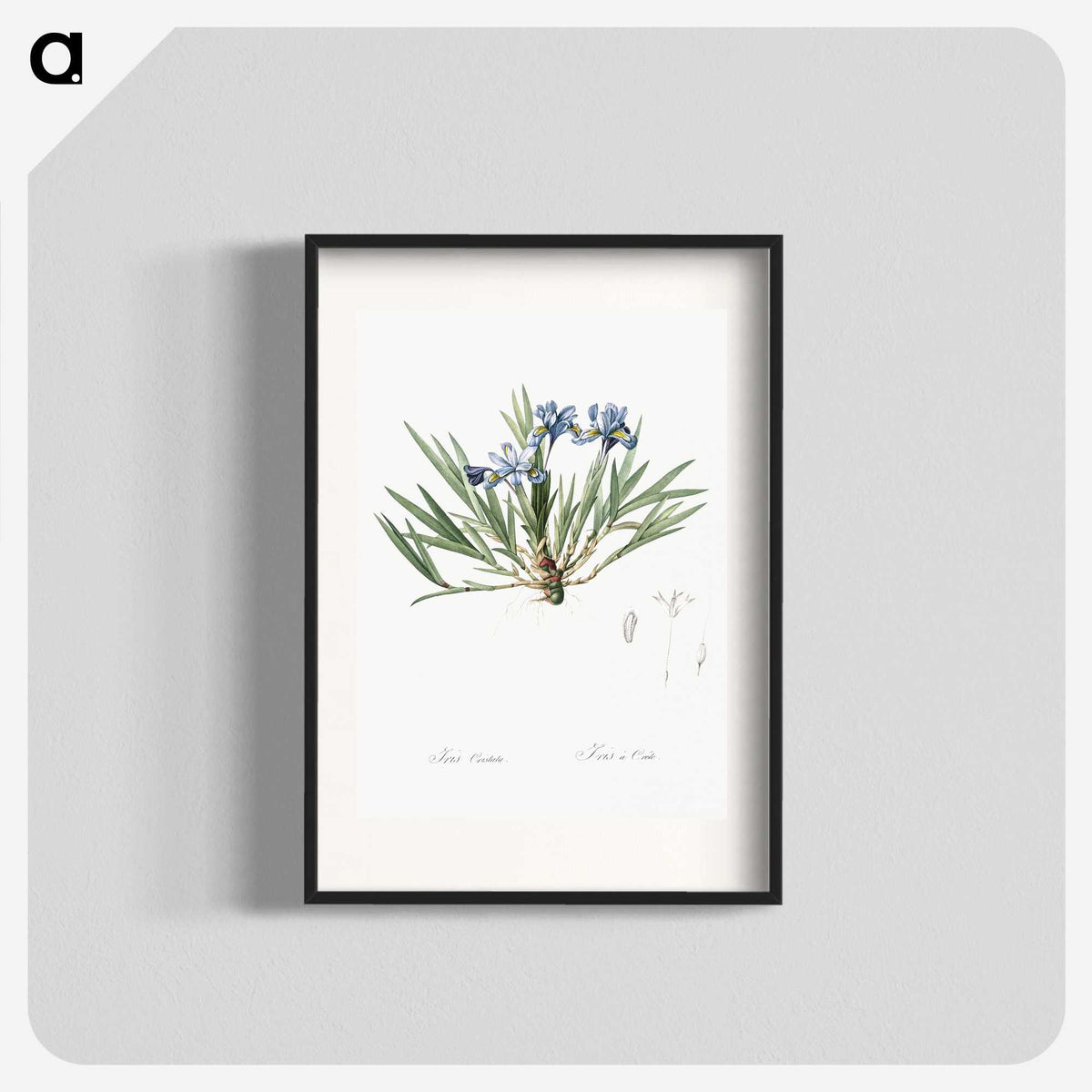 2-27_The-Lilies_blk