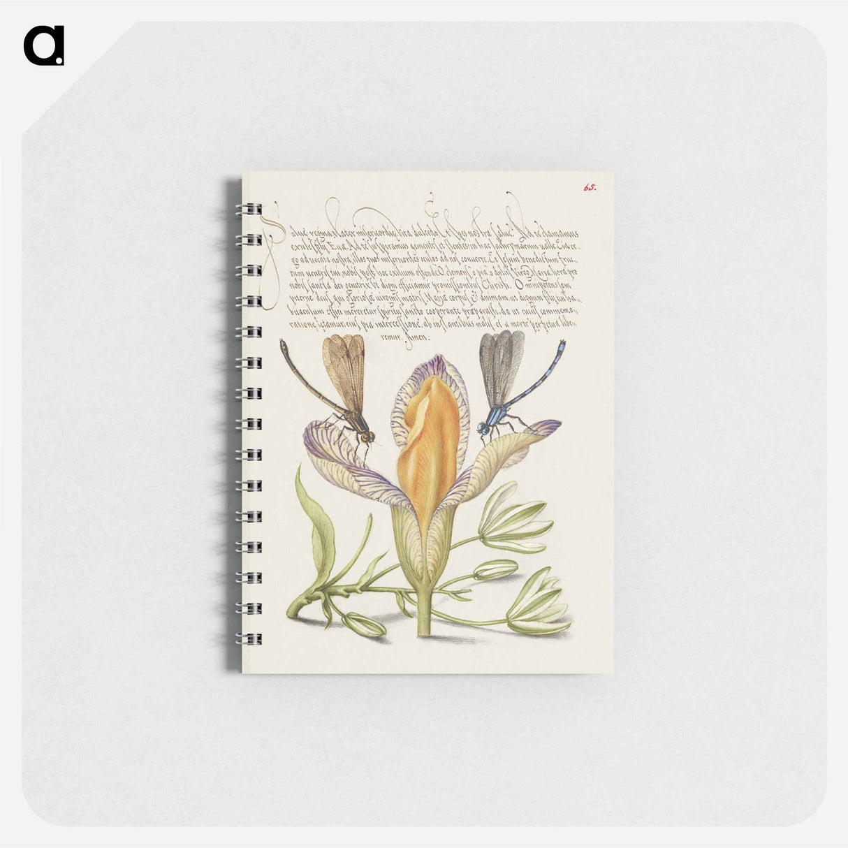 アートメモ帳-Damselflies, Spanish Iris, and Star-of-Bethlehem from Mira Calligraphiae Monumenta
- 書道のお手本 Memo.