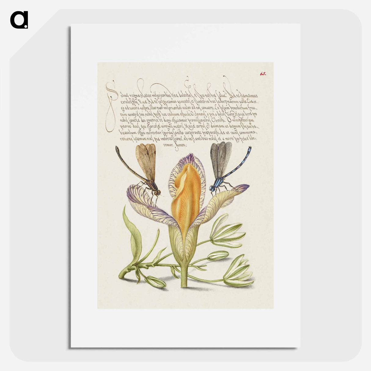 アートポスター-Damselflies, Spanish Iris, and Star-of-Bethlehem from Mira Calligraphiae Monumenta
- 書道のお手本 Poster.