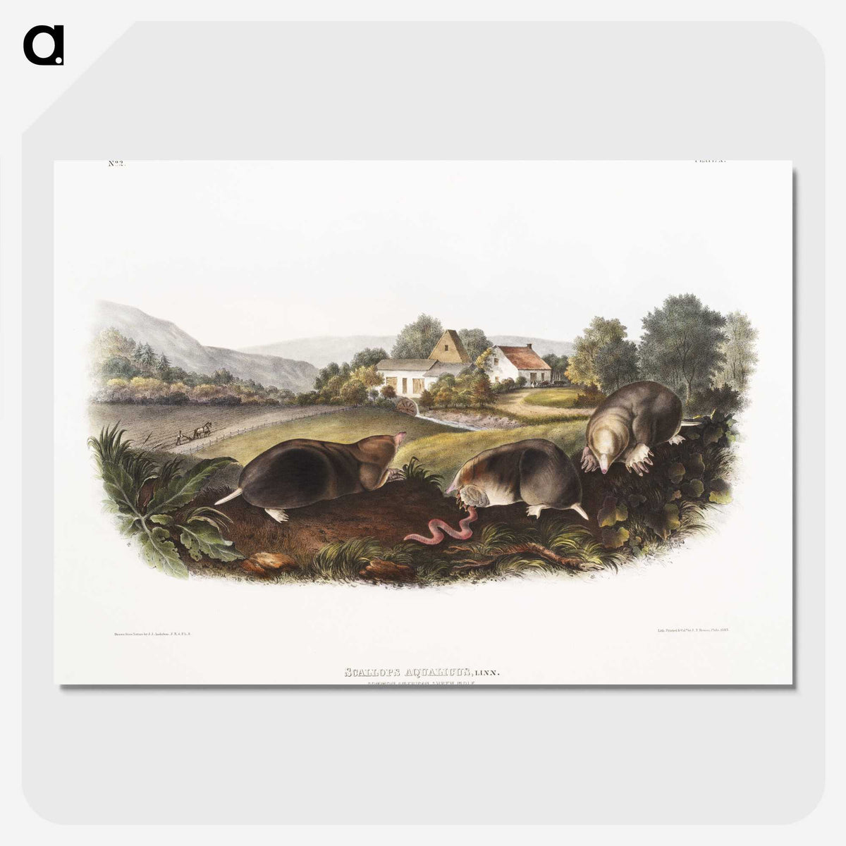 2-27_The-Viviparous-Quadrupeds_picture-crop