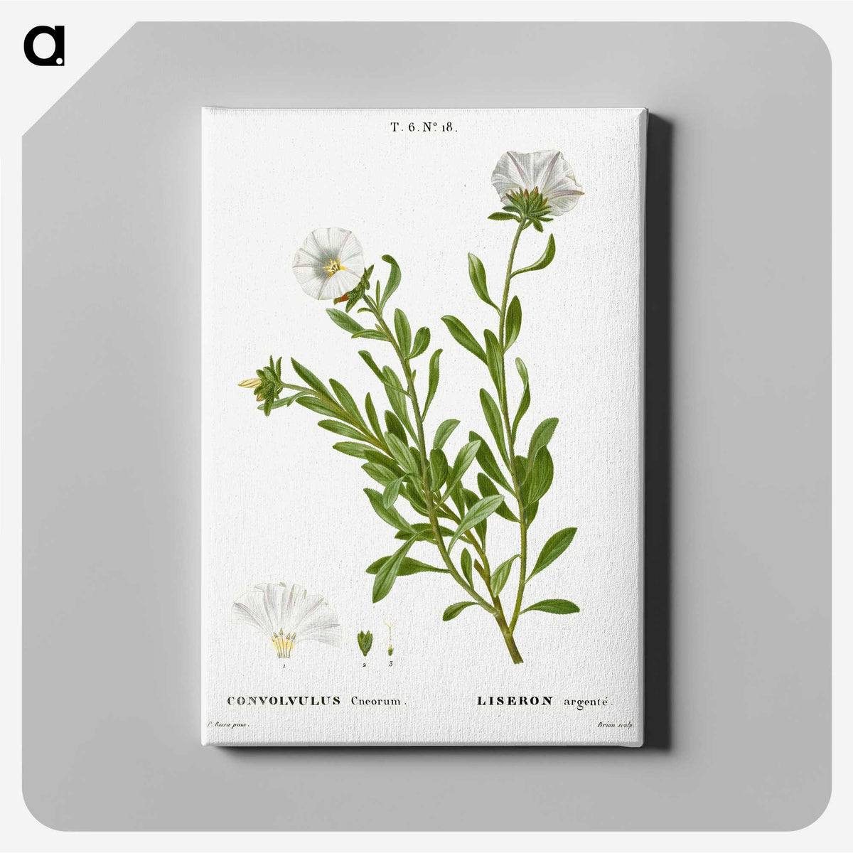 2-27_Treatise-on-Trees-and-Shrubs_canvas