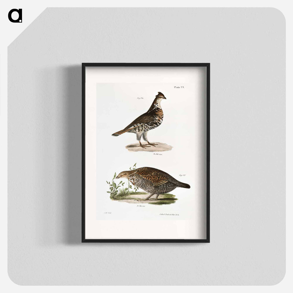 Partridge - New York Zoology Poster.