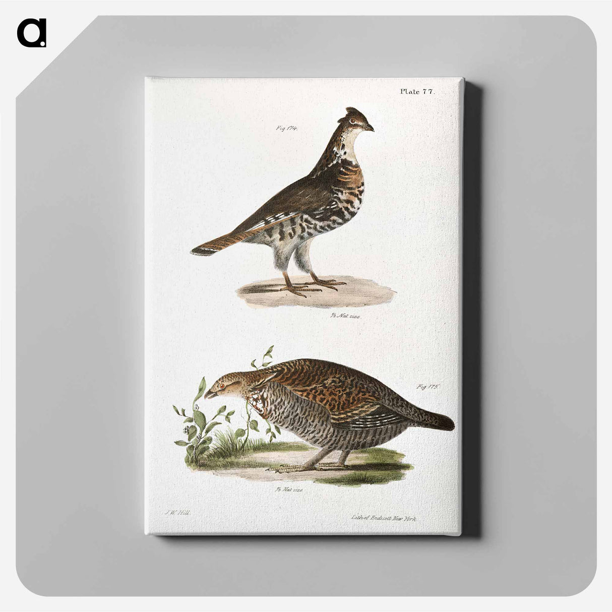 Partridge - Zoology of New York Canvas.