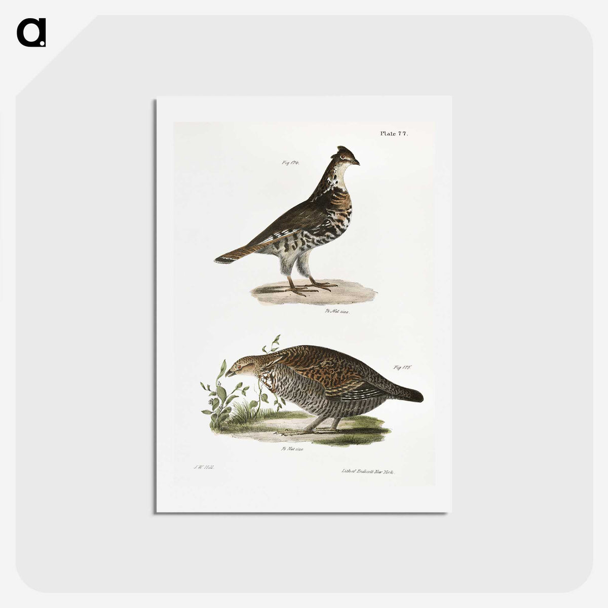 2-27_Zoology-of-New-York_hagaki