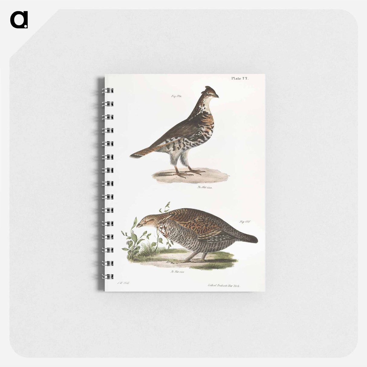 Partridge - ニューヨークの動物学 Memo.