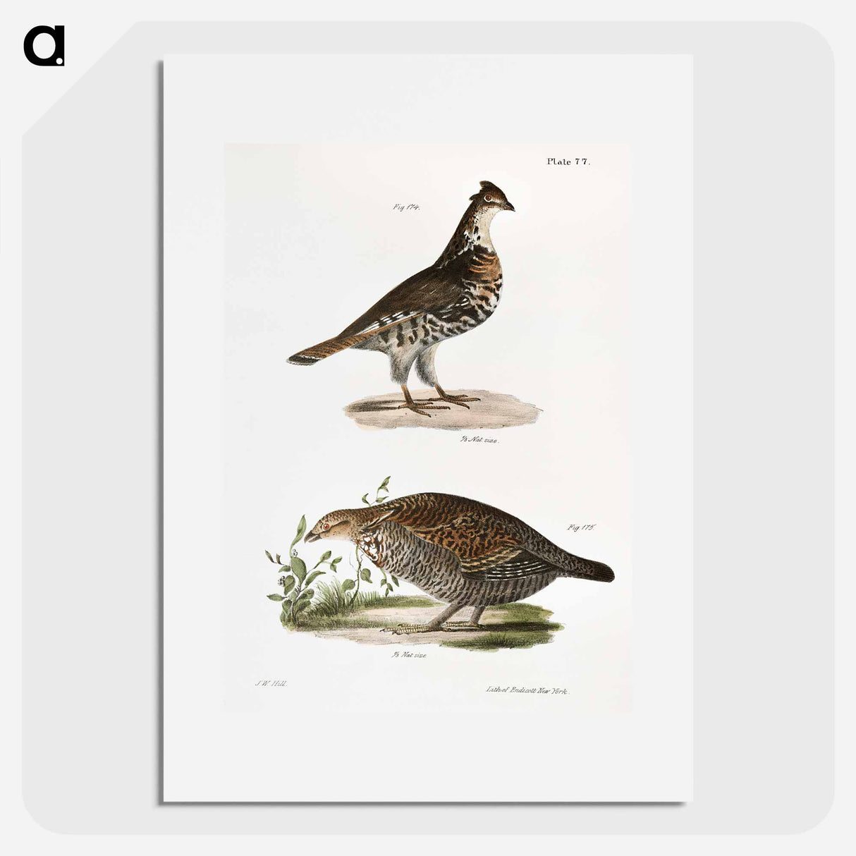Partridge - New York Zoology Poster.