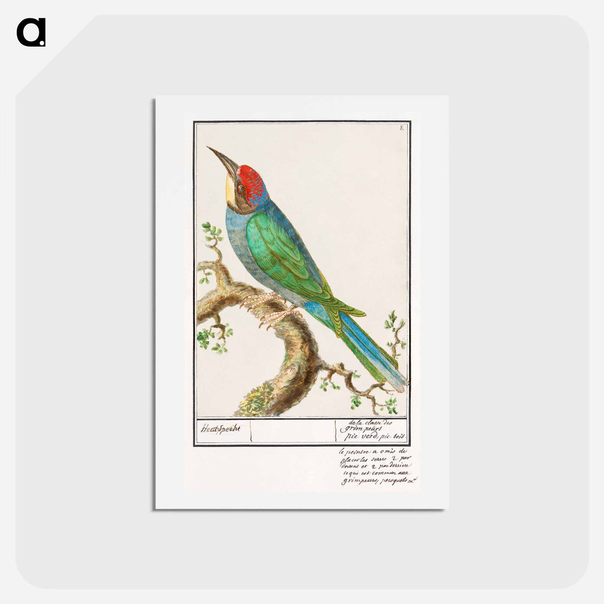 アートポストカード-European bee-eater - アンセルムス ボエティウス デ ブート Postcard.