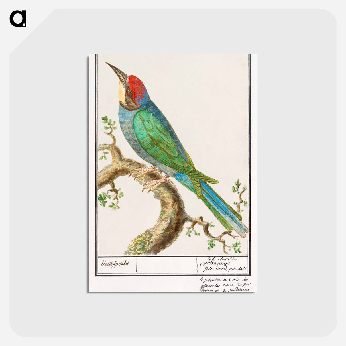 アートポストカード-European bee-eater - アンセルムス ボエティウス デ ブート Postcard.