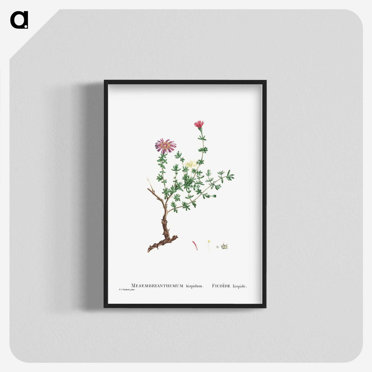 2-28_Histoire-des-Plantes-Grasses_blk-crop