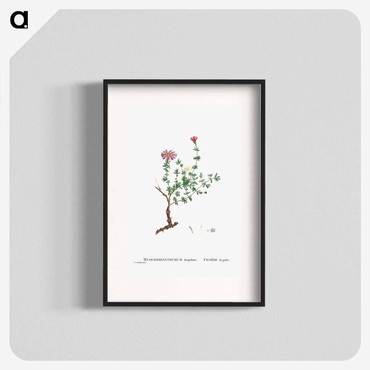 2-28_Histoire-des-Plantes-Grasses_blk