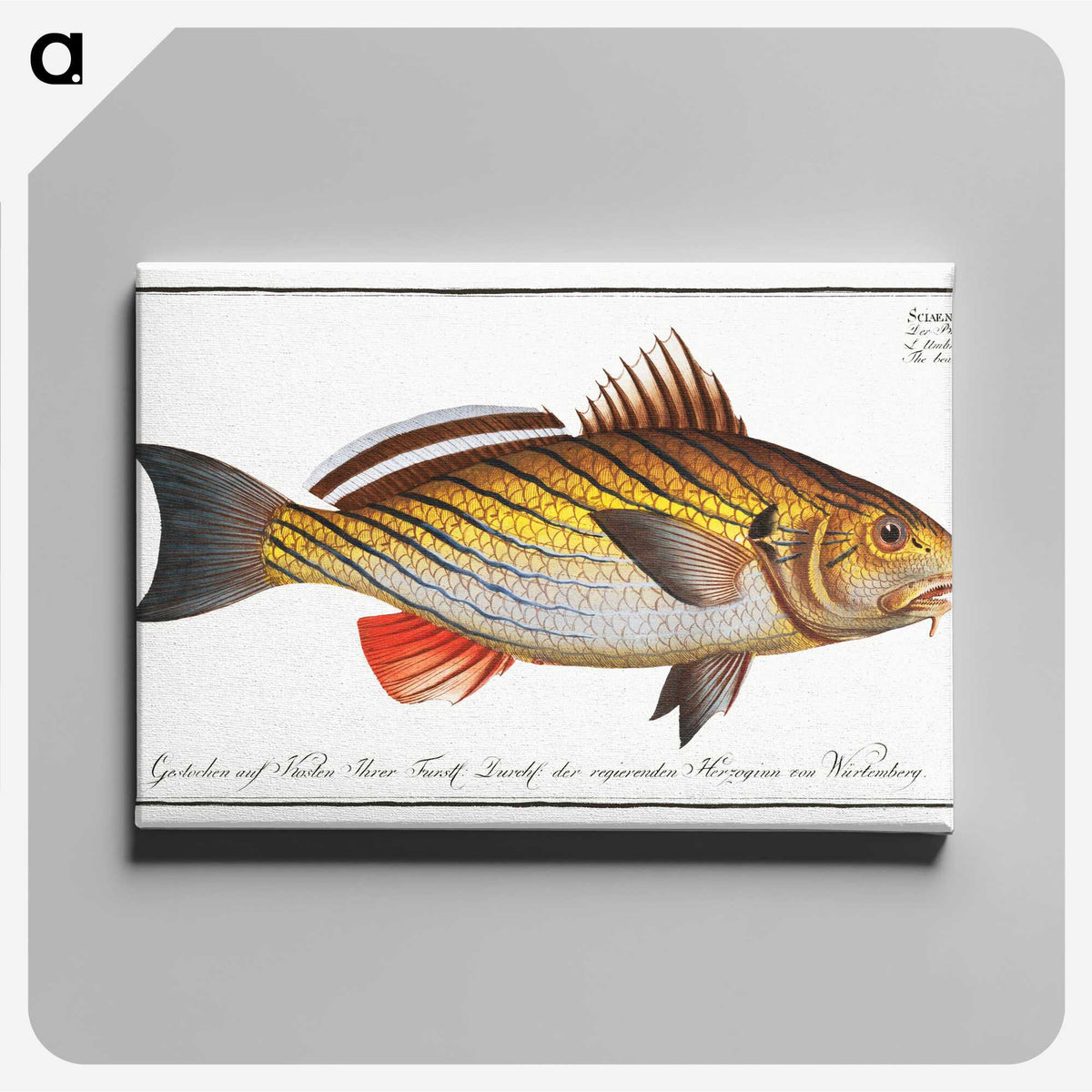 2-28_Ichtyologie-ou-Histoire-naturelle_canvas