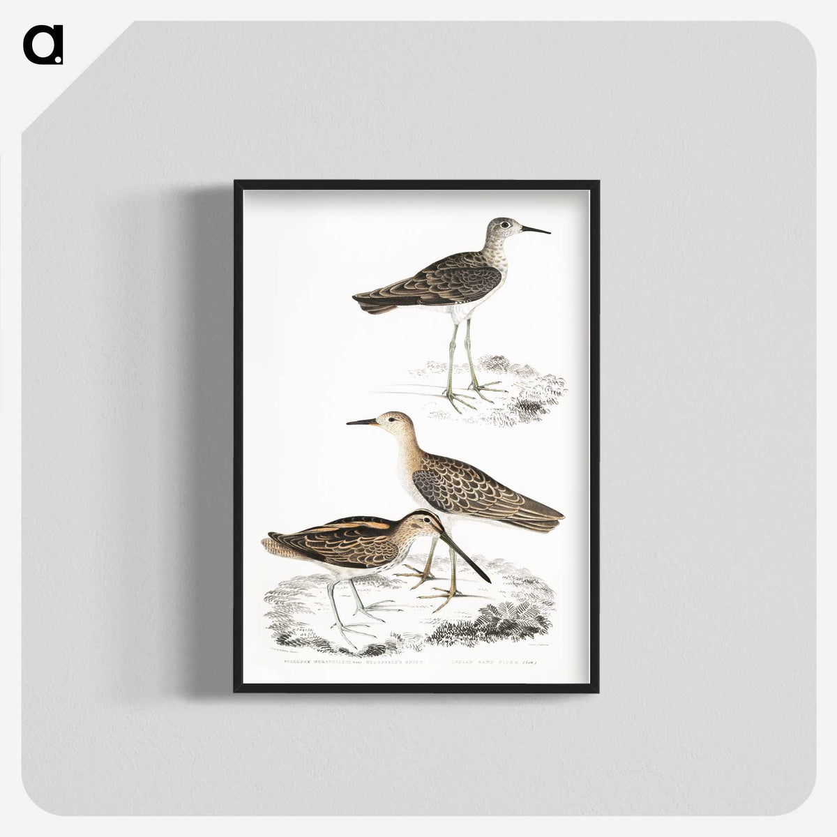 2-28_Indian-Zoology_blk-crop