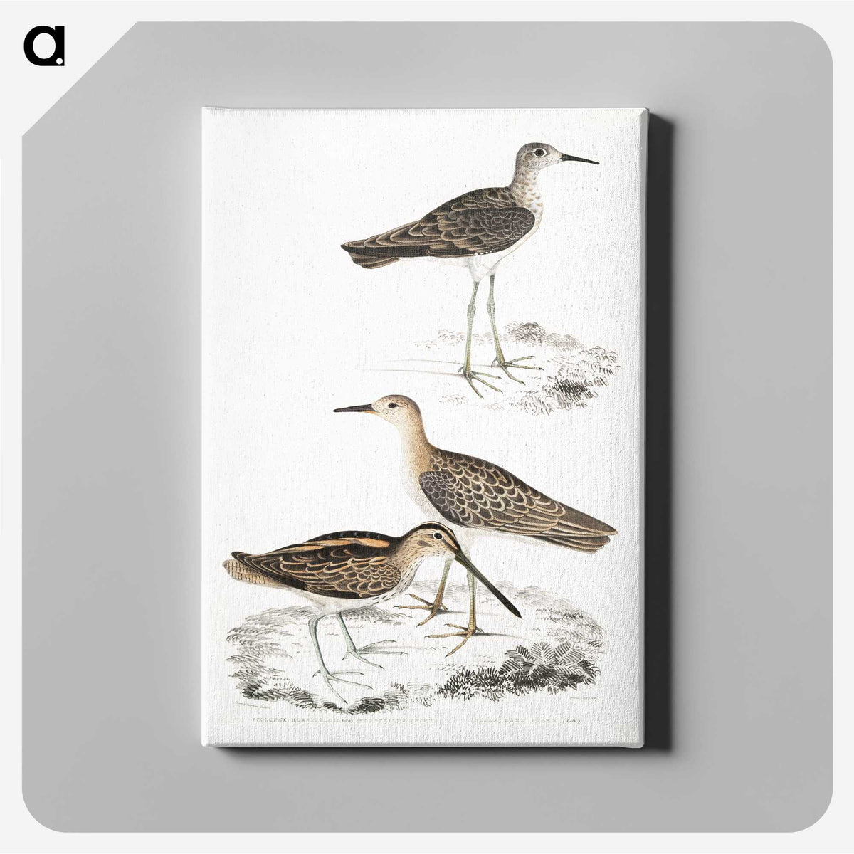 2-28_Indian-Zoology_canvas