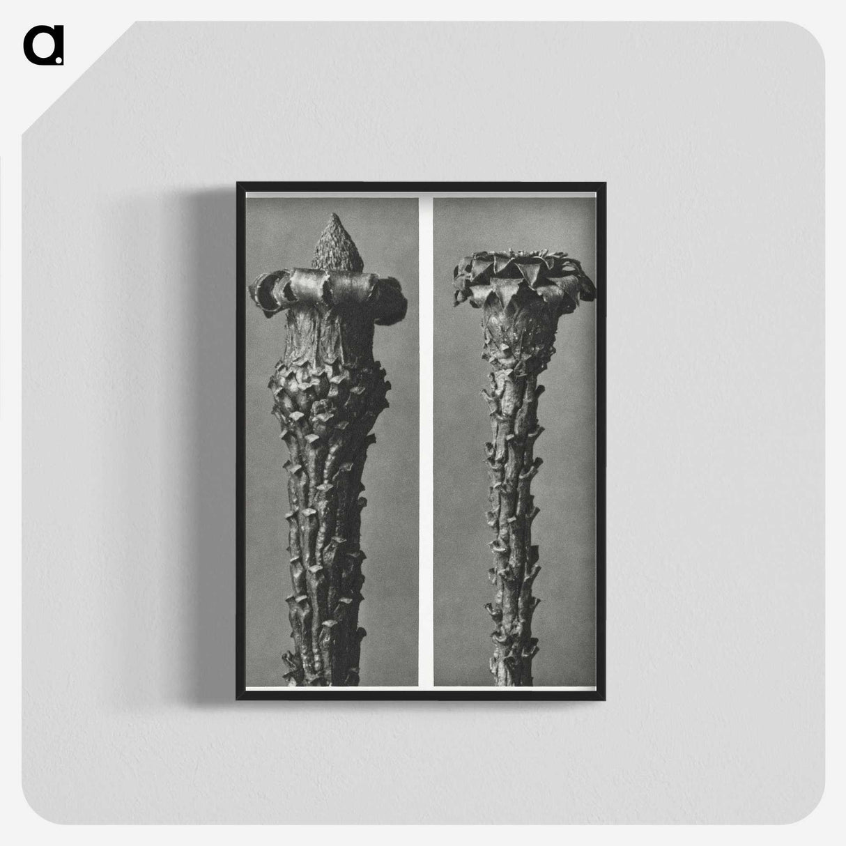 2-28_Karl-Blossfeldt_blk-crop