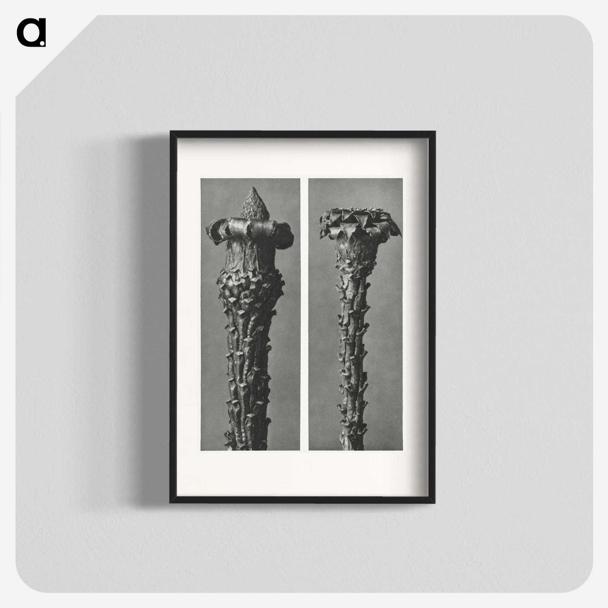 2-28_Karl-Blossfeldt_blk