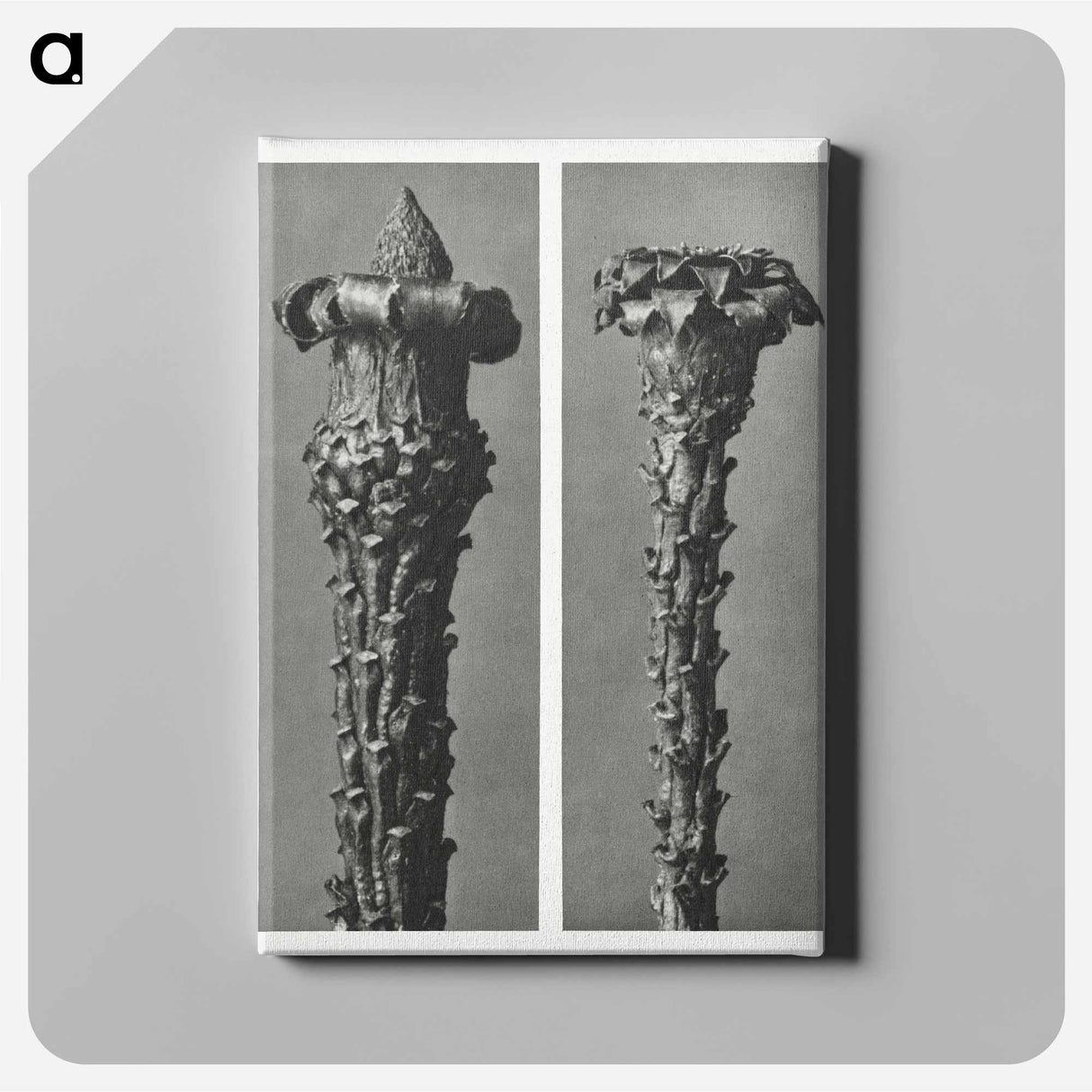 Picea Excelsa (Silver Fir or Red Variety) young shoots with the needles removed enlarged 10 times - Karl Blossfeldt Canvas.