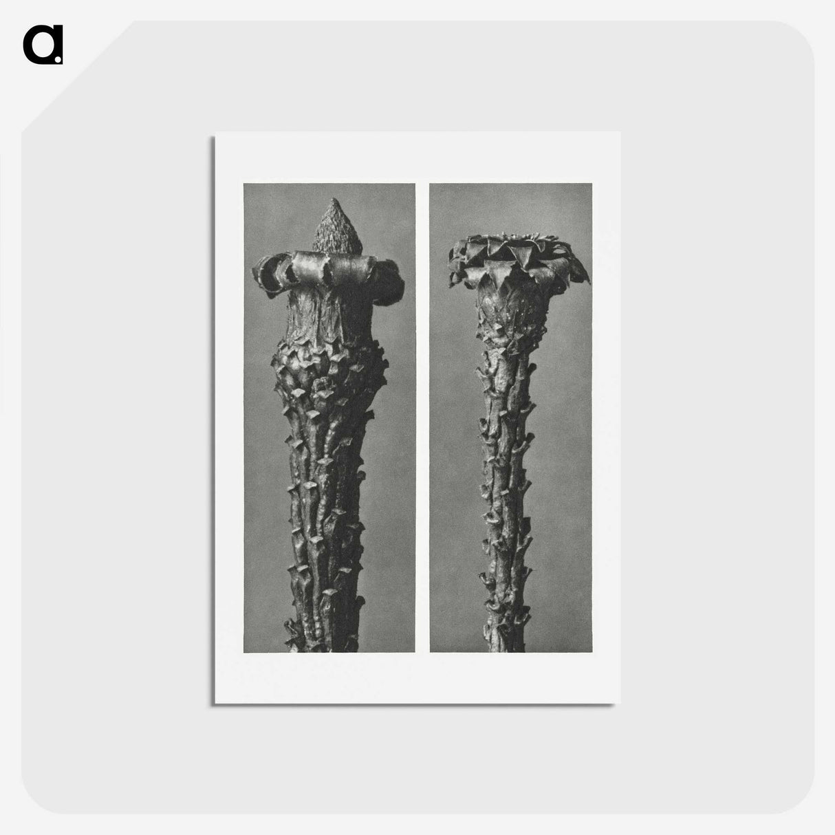 2-28_Karl-Blossfeldt_hagaki