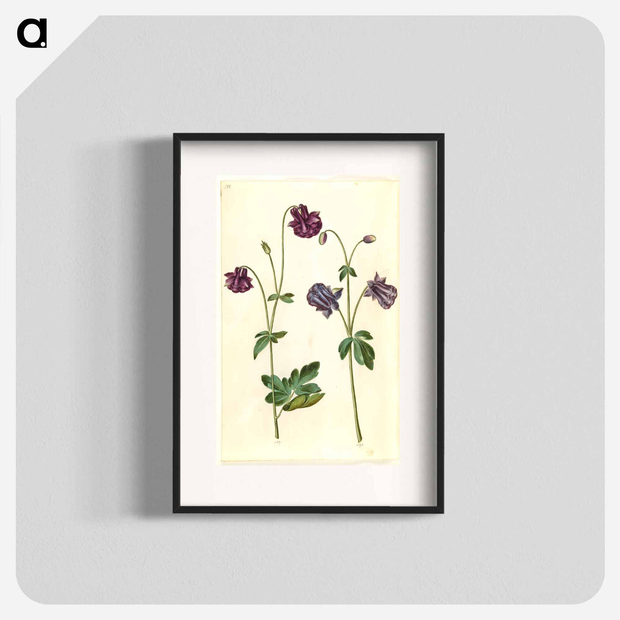 アートポスター-Aquilegia vulgaris
- マリア ジビーラ メーリアン Poster.