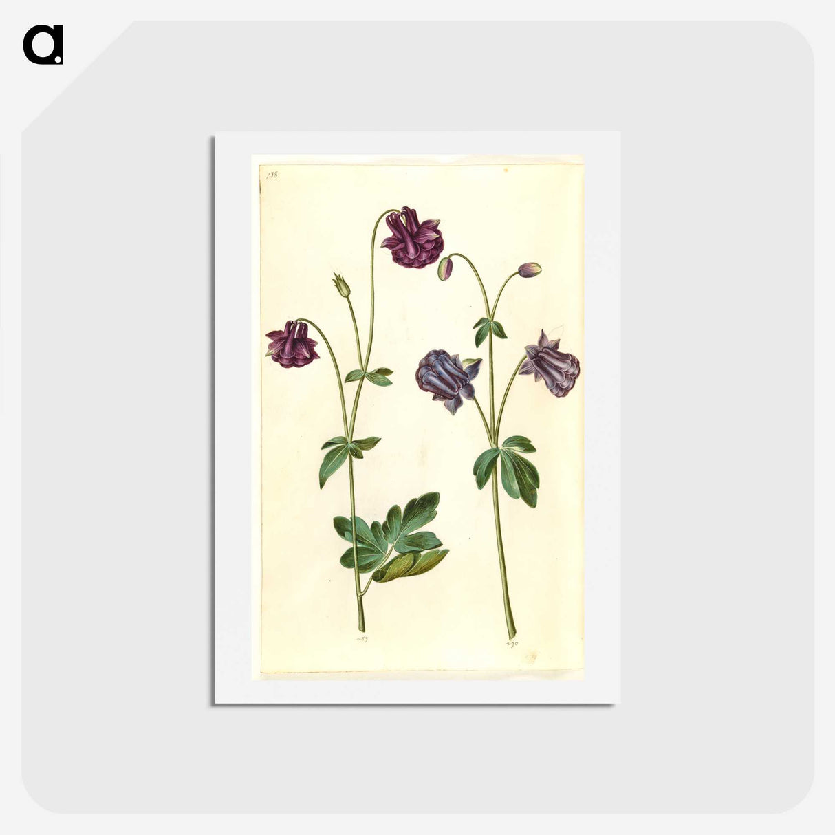 2-28_Maria-Sibylla-Merian_hagaki