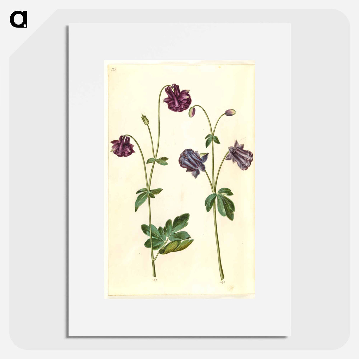 アートポスター-Aquilegia vulgaris
- マリア ジビーラ メーリアン Poster.