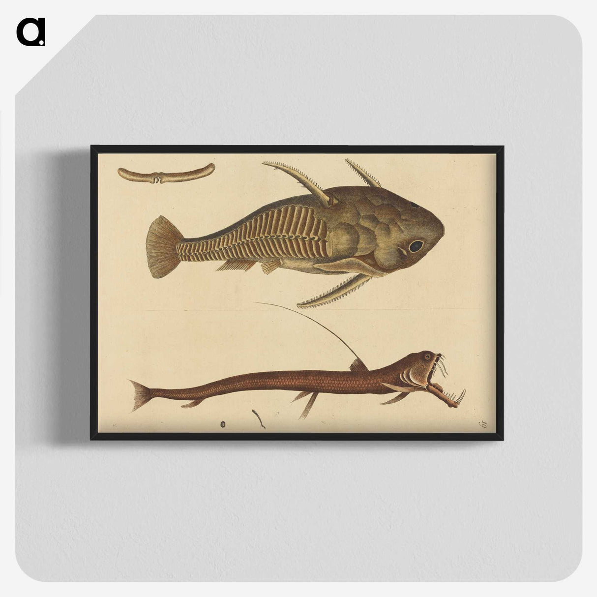 2-28_Mark-Catesby_blk-crop