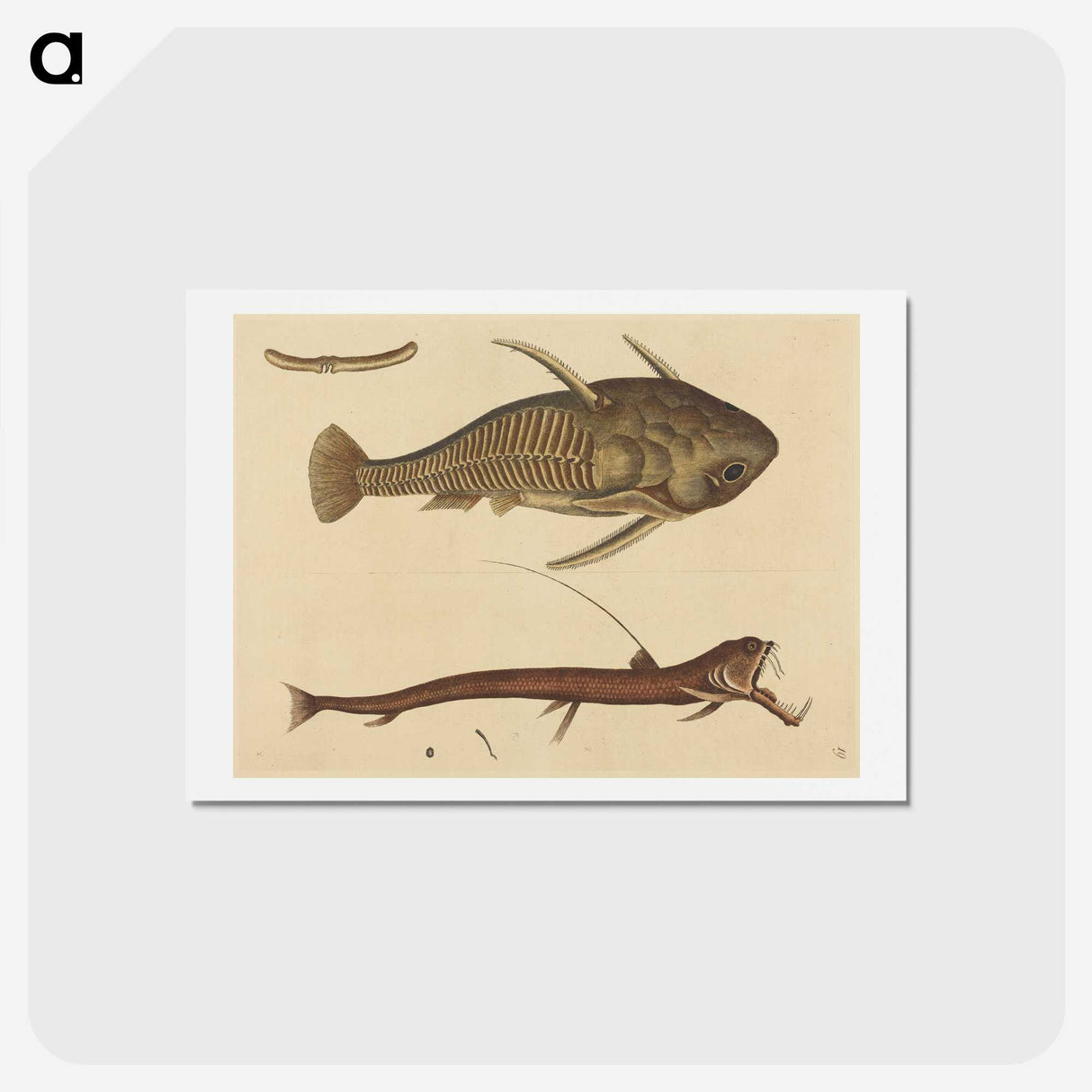 2-28_Mark-Catesby_hagaki