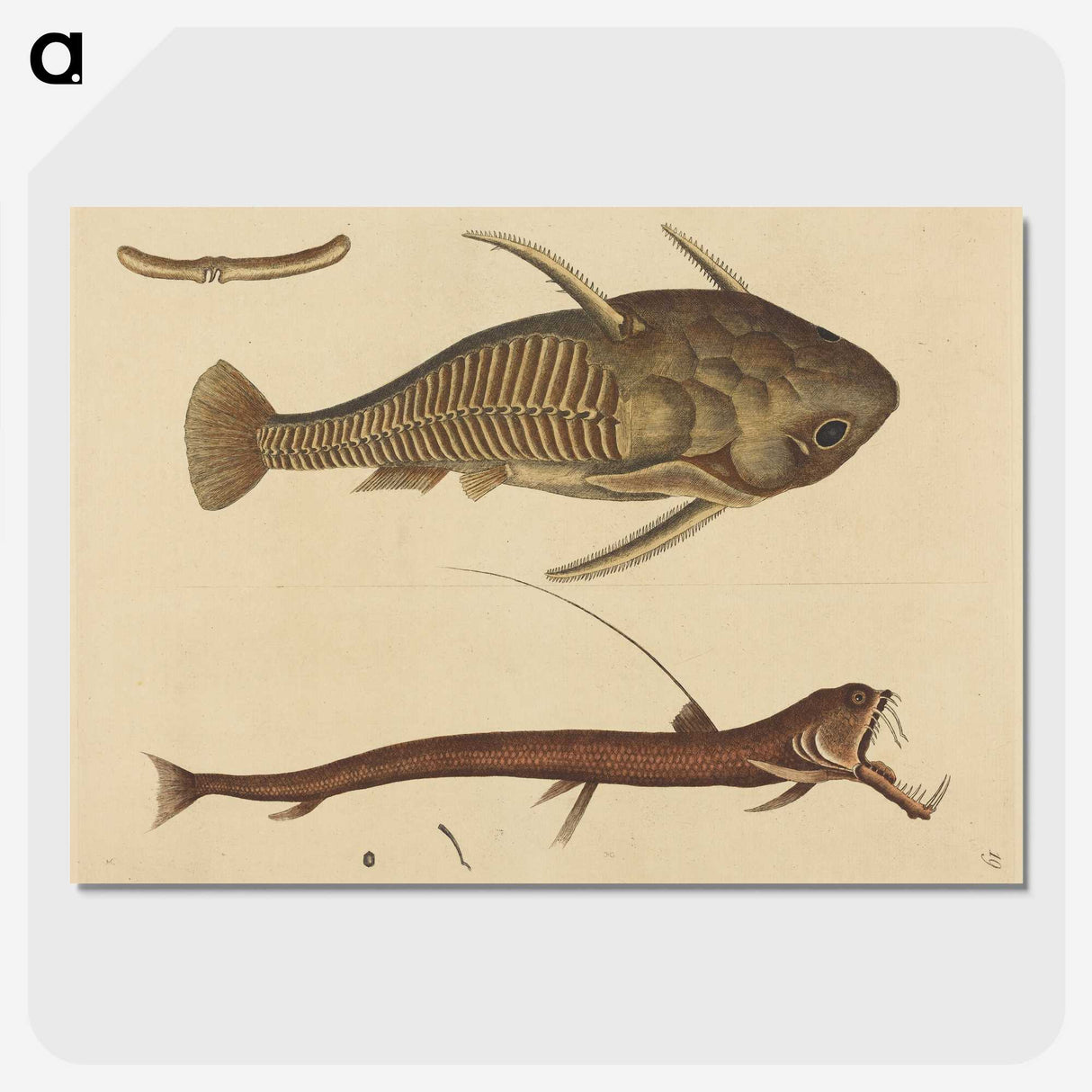 2-28_Mark-Catesby_picture-crop
