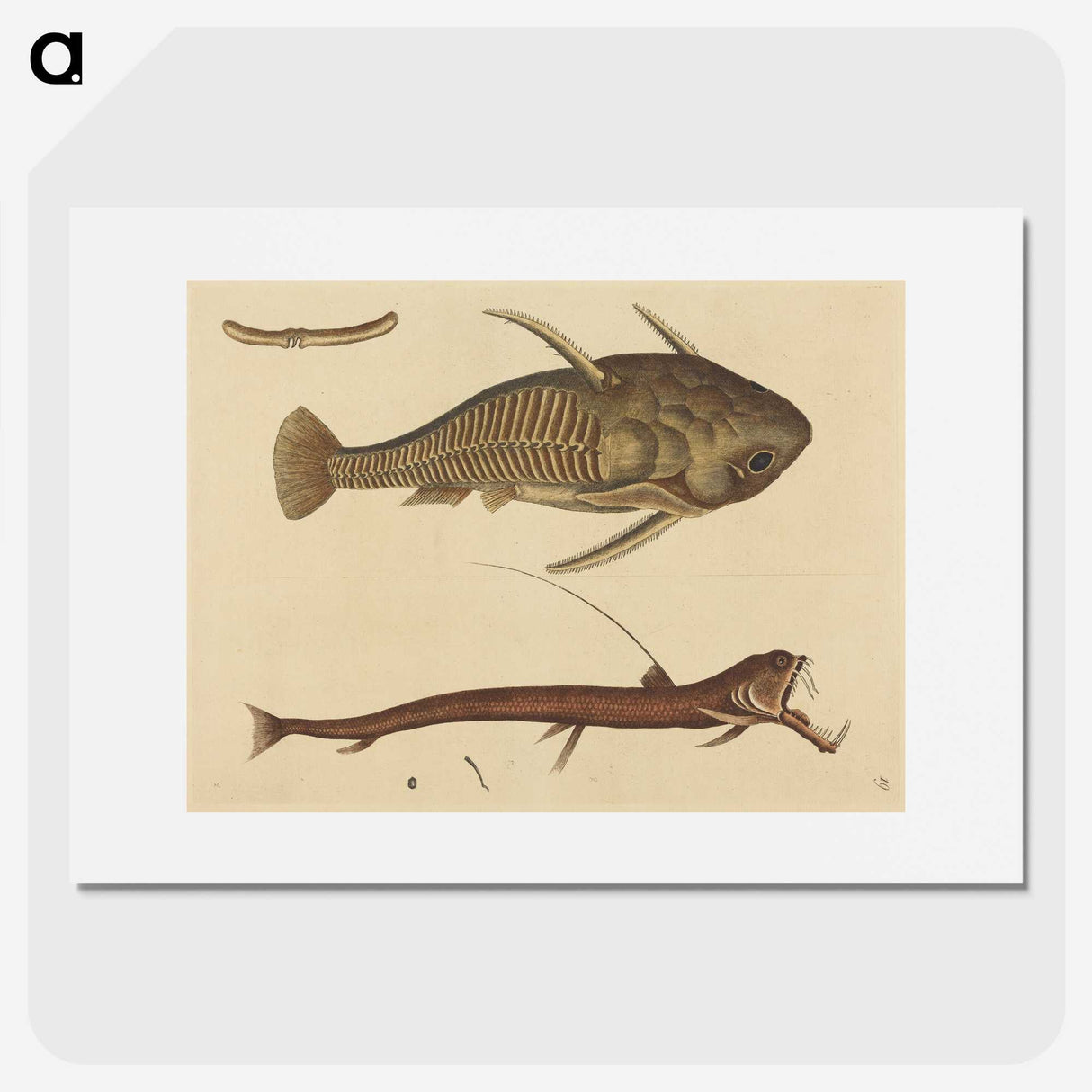 2-28_Mark-Catesby_picture