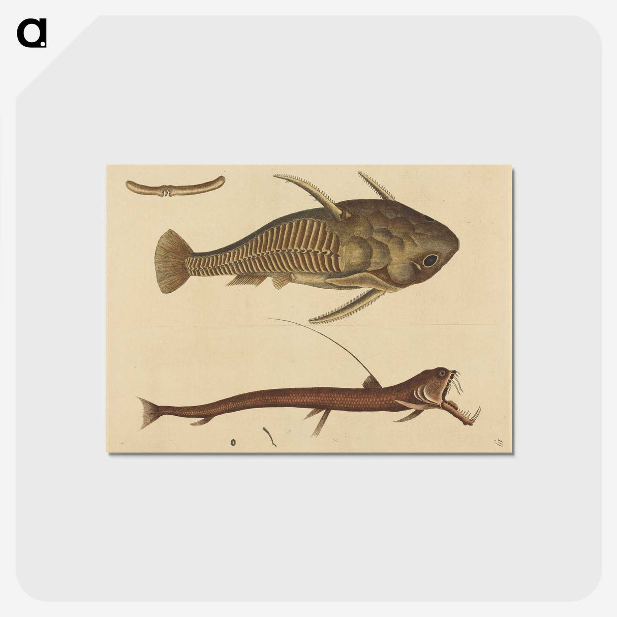 2-28_Mark-Catesby_postcard