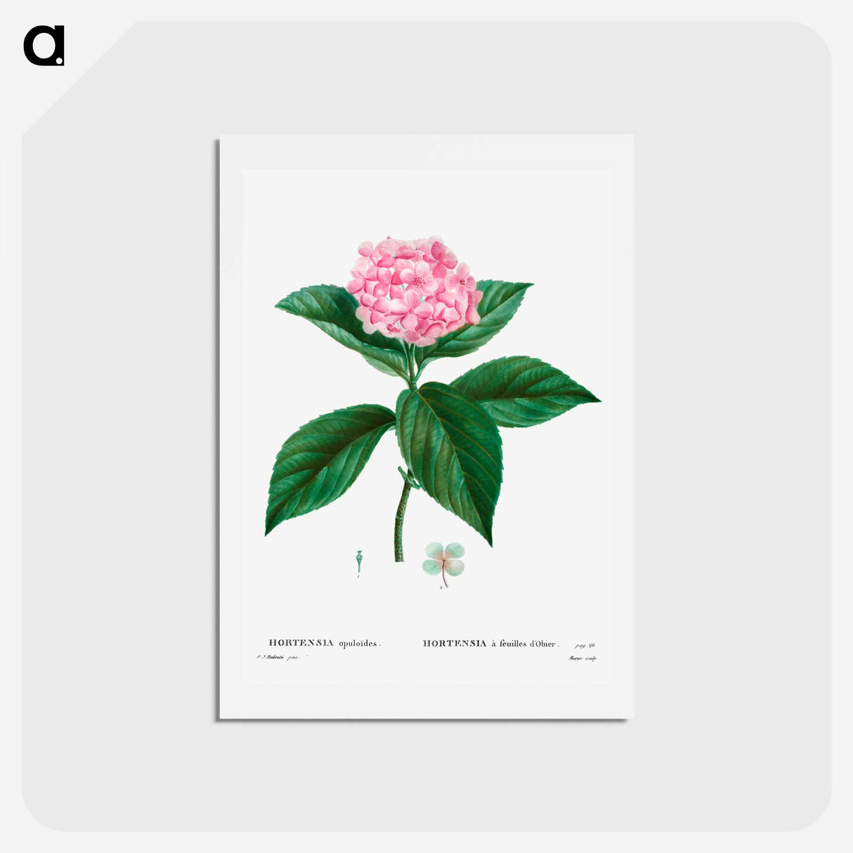 アートポストカード-French hydrangea - ピエール ジョゼフ ルドゥーテ Postcard.
