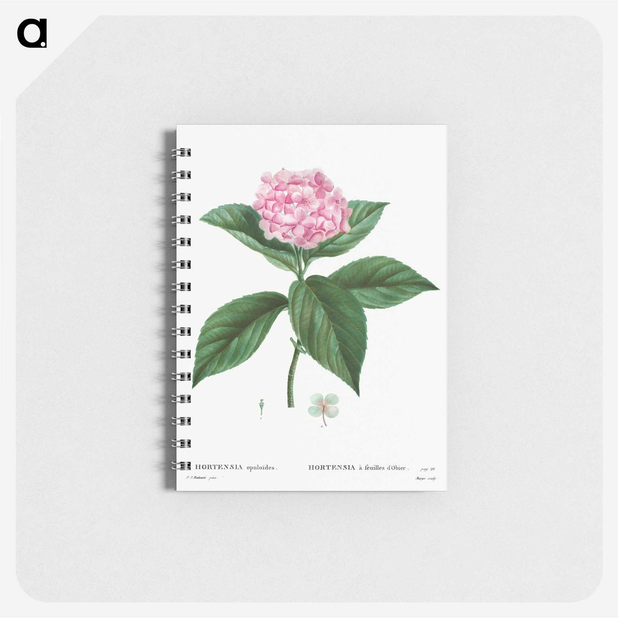 2-28_Pierre-Joseph-Redoute_memo