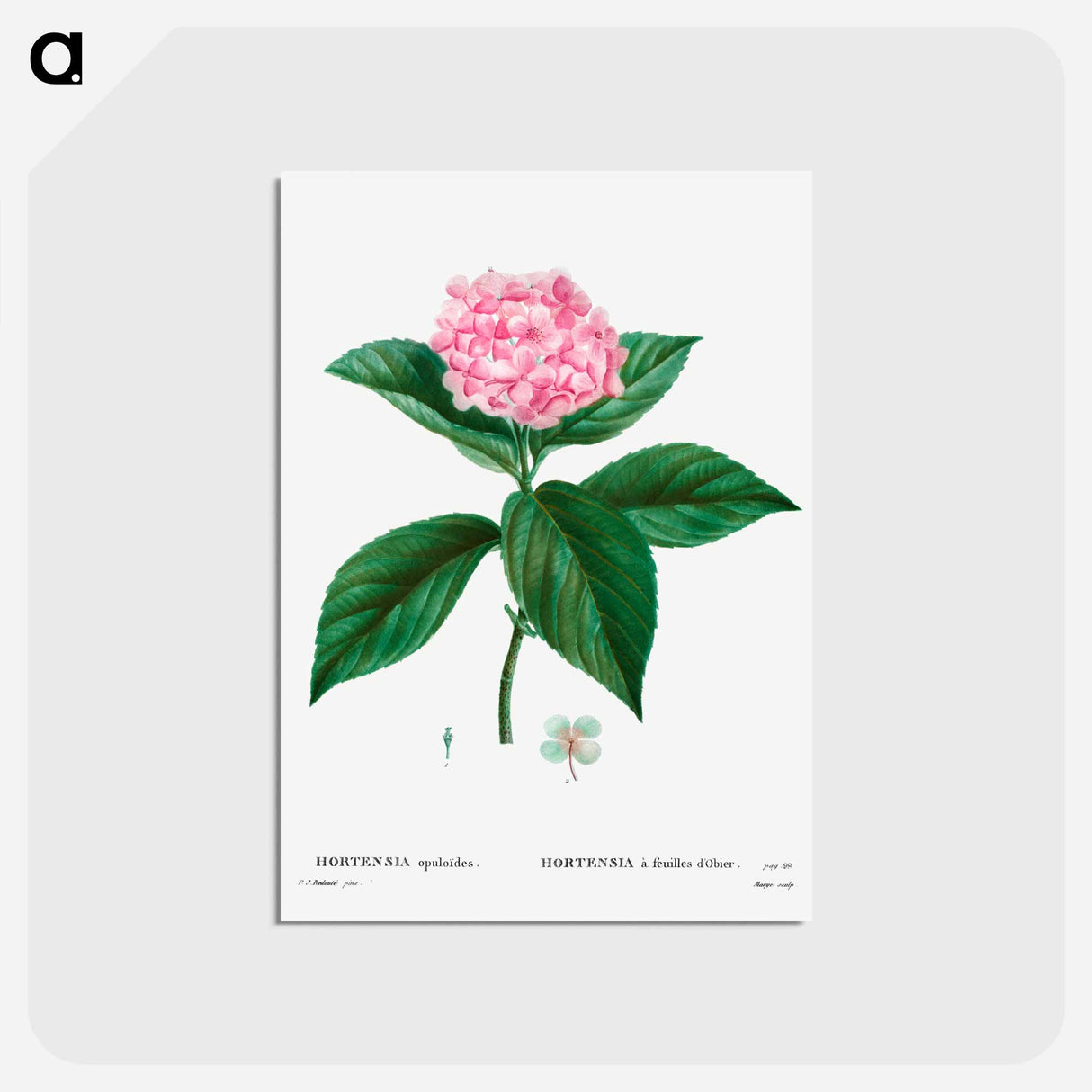 アートポストカード-French hydrangea - ピエール ジョゼフ ルドゥーテ Postcard.