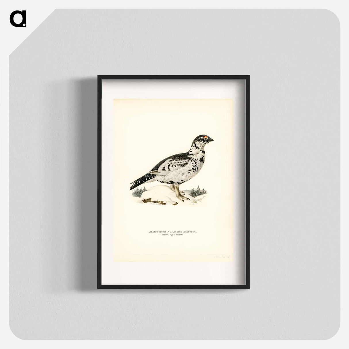 アートポスター-Black Grouse and Willow Ptarmigan Hybrid
- スヴェンスカ フォグラル Poster.