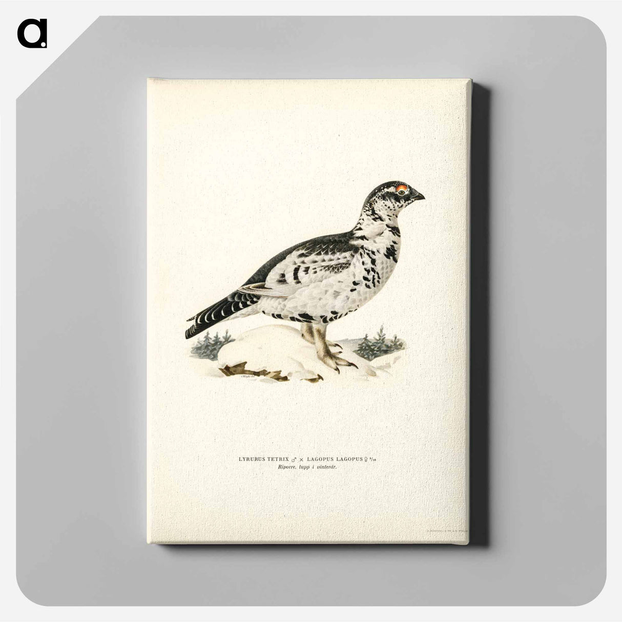 アートパネル-Black Grouse and Willow Ptarmigan Hybrid
- スヴェンスカ フォグラル Canvas.