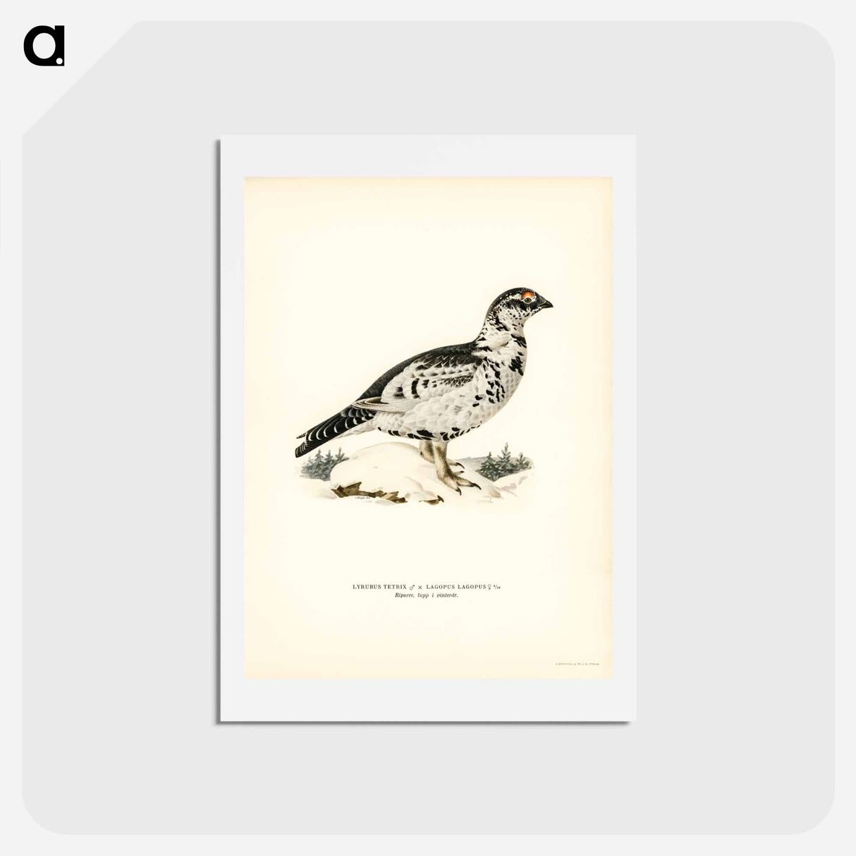 アートポストカード-Black Grouse and Willow Ptarmigan Hybrid
- スヴェンスカ フォグラル Postcard.