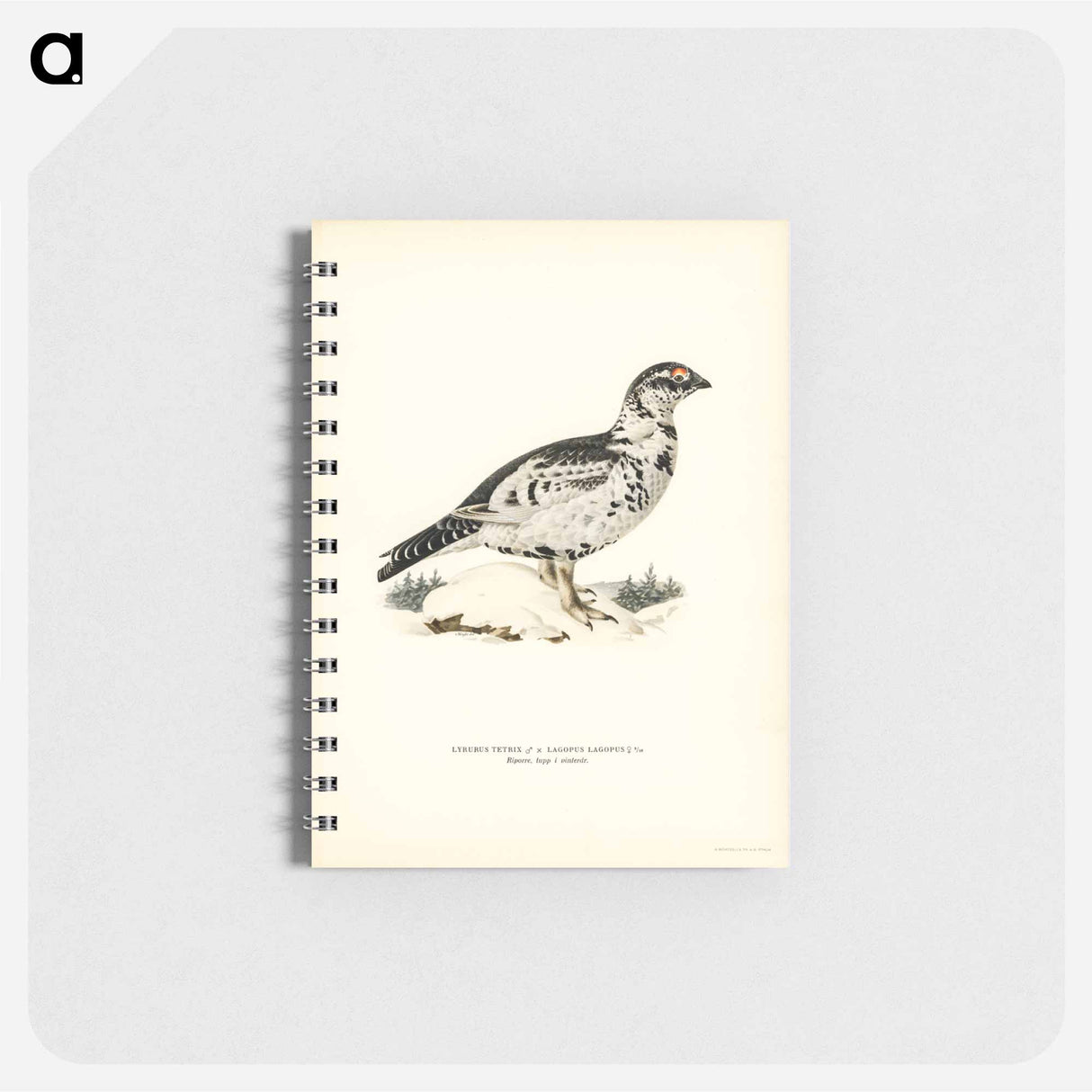 アートメモ帳-Black Grouse and Willow Ptarmigan Hybrid
- スヴェンスカ フォグラル Memo.