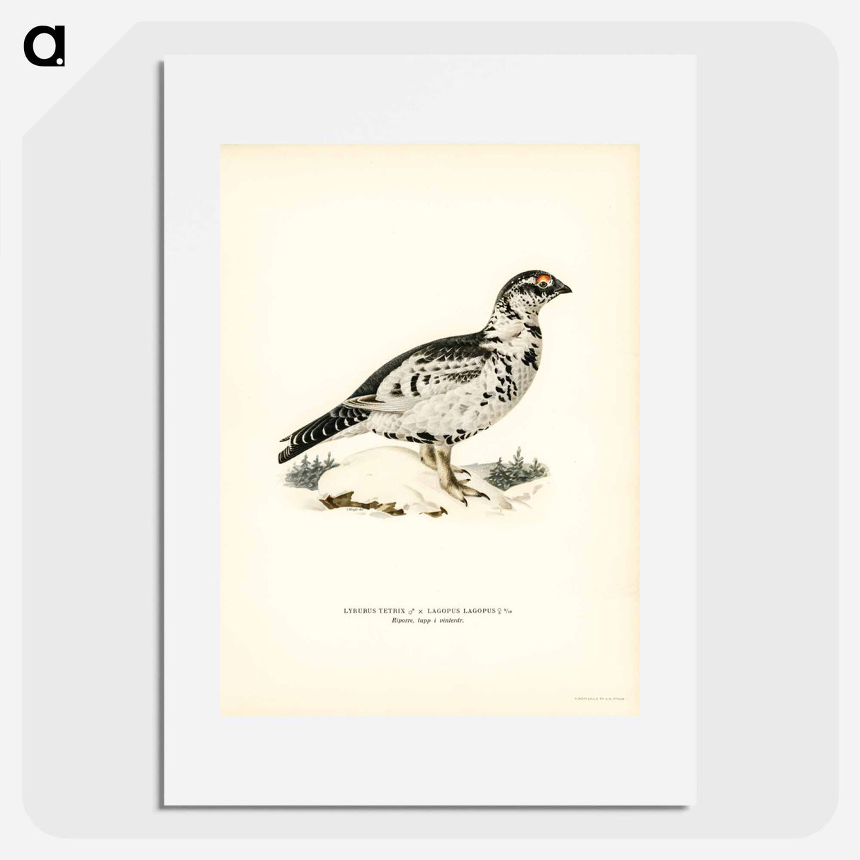 アートポスター-Black Grouse and Willow Ptarmigan Hybrid
- スヴェンスカ フォグラル Poster.