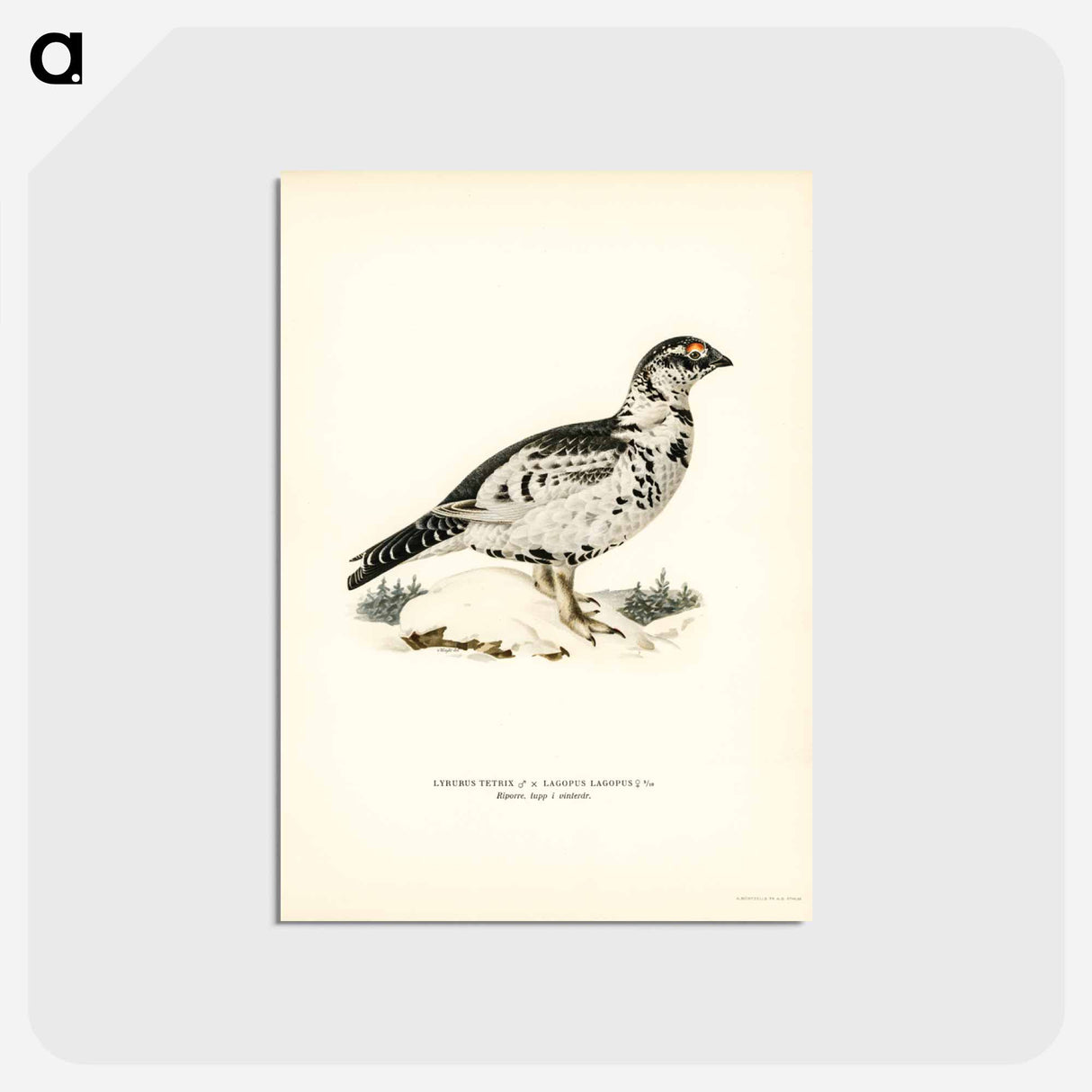 アートポストカード-Black Grouse and Willow Ptarmigan Hybrid
- スヴェンスカ フォグラル Postcard.