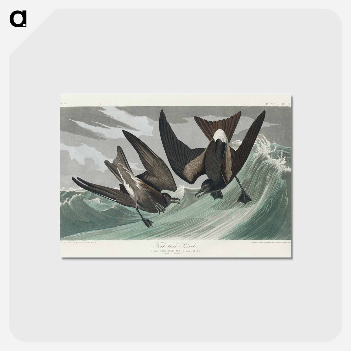 アートポストカード-Fork-tailed Petrel from Birds of America
- アメリカの鳥たち Postcard.