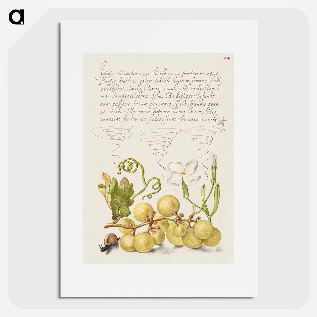 アートポスター-Wine Grape, Gillyflower, and Land Snail
- 書道のお手本 Poster.