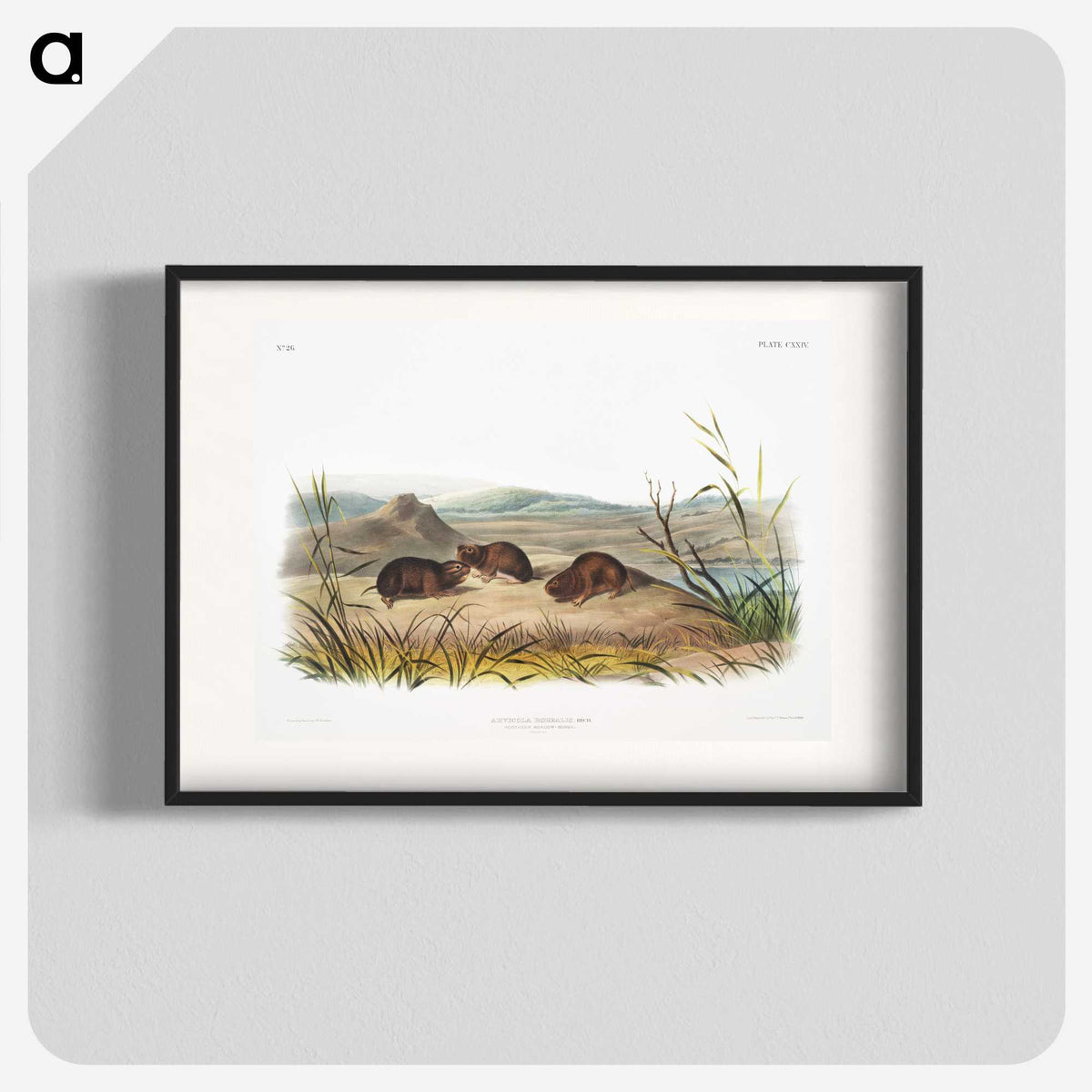 2-28_The-Viviparous-Quadrupeds_blk