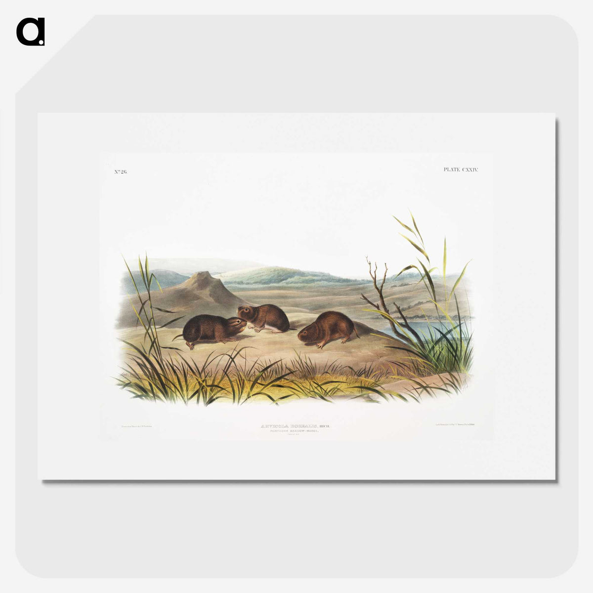 2-28_The-Viviparous-Quadrupeds_picture