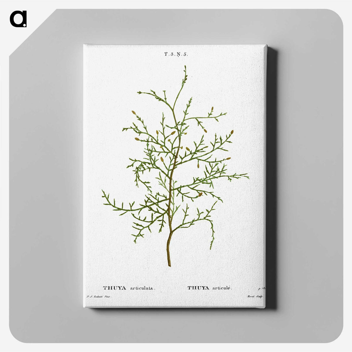 2-28_Treatise-on-Trees-and-Shrubs_canvas