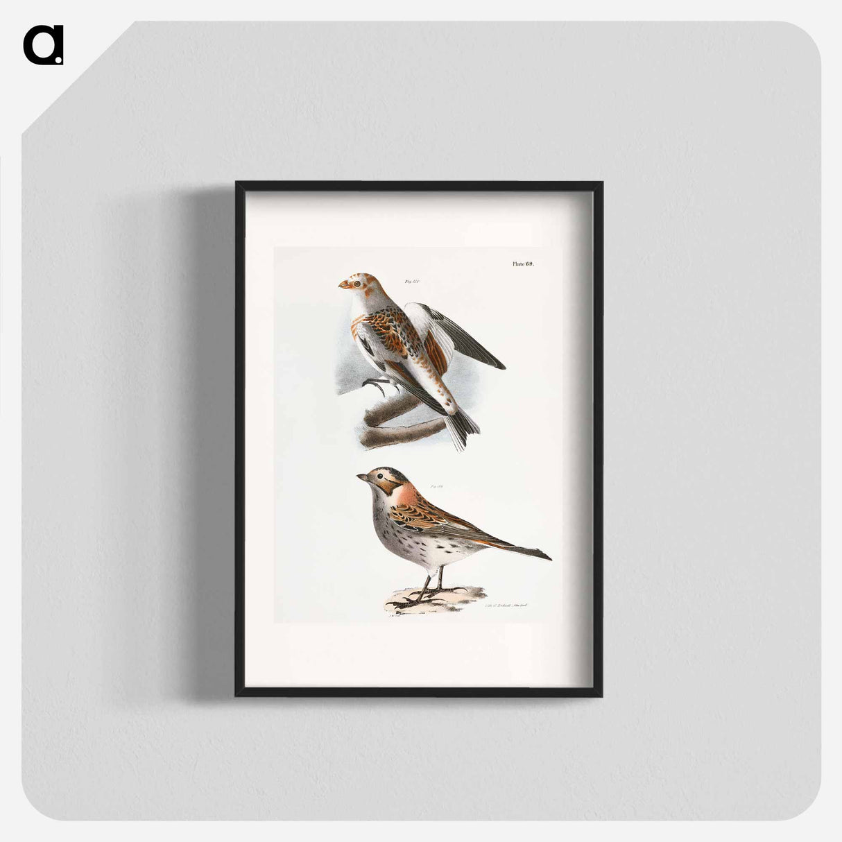 White Snowbird (Pletrophanes nivalis) - ニューヨークの動物学 Poster.