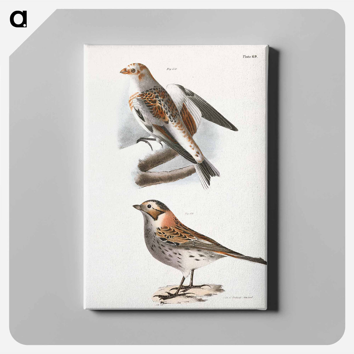 White Snowbird (Pletrophanes nivalis) - ニューヨークの動物学 Canvas.