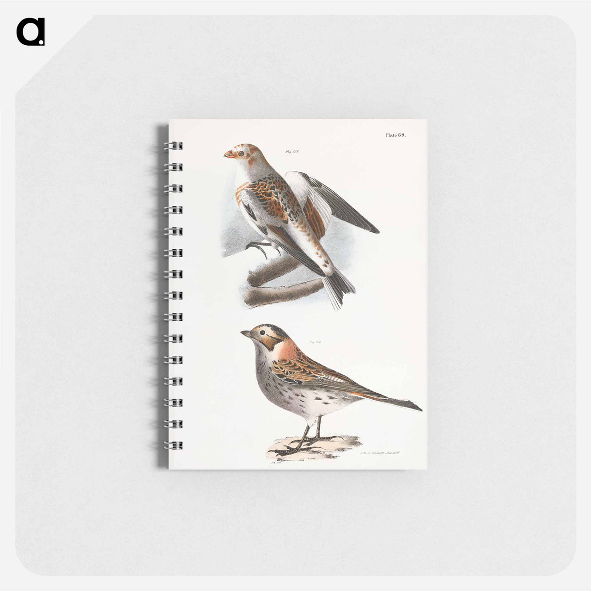 White Snowbird (Pletrophanes nivalis) - ニューヨークの動物学 Memo.