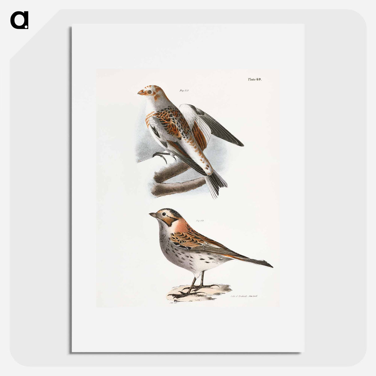 White Snowbird (Pletrophanes nivalis) - ニューヨークの動物学 Poster.