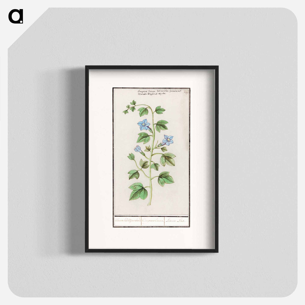 Bell, Campanula - アンセルムス ボエティウス デ ブート Poster.